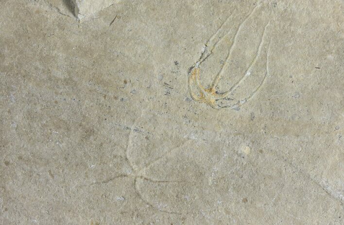 Pair of Cretaceous Brittle Star (Geocoma) Fossils - Lebanon #106185